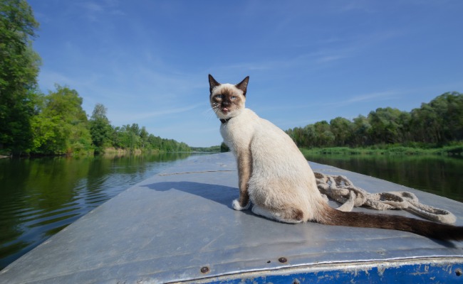 Cat on bow of aluminum boat